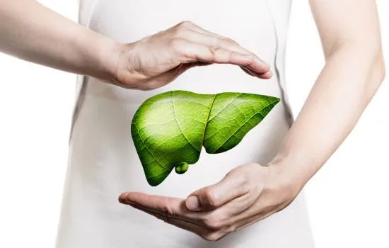Ilustración simbólica de un hígado saludable representado por una hoja verde, destacando el cuidado natural para la grasa del hígado