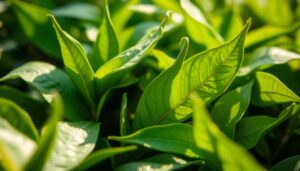 beneficios del té