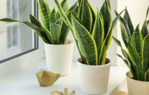Tres plantas de interior en macetas blancas junto a una ventana, ideales para decorar y aprender a cuidar tus plantas en casa.