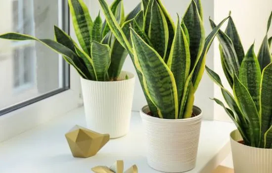 Three indoor plants in white pots next to a window, ideal for decorating and learning how to care for your plants at home.